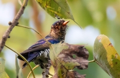 Chrysococcyx xanthorhynchus