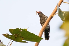 Chrysococcyx xanthorhynchus