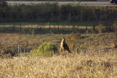 Buteogallus meridionalis
