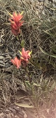 Castilleja rupicola