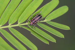 Eudiagogus