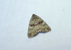 Euprora crypsichlora