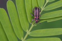 Eudiagogus