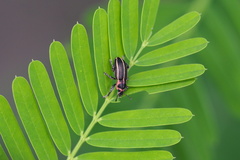 Eudiagogus