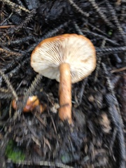 Lactarius luculentus laetus