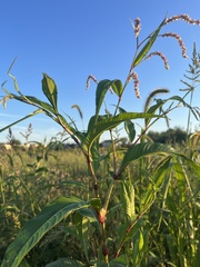 Persicaria