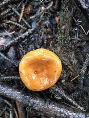 Lactarius luculentus laetus