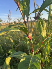 Persicaria