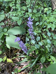 Liriope muscari