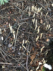 Clavariadelphus sachalinensis