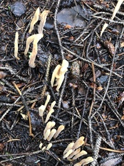 Clavariadelphus sachalinensis