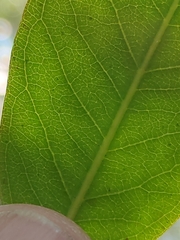 Backhousia subargentea