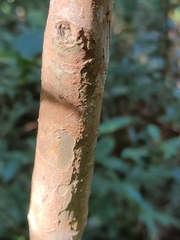 Backhousia subargentea