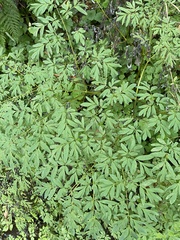 Corydalis scouleri