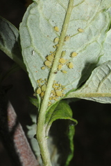 Aphis verbasci