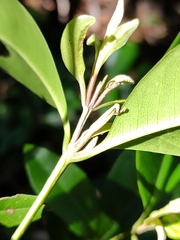 Backhousia subargentea