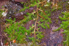Selaginella underwoodii