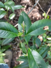 Backhousia subargentea