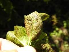 Puccinia vincae