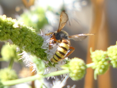 Cerceris californica