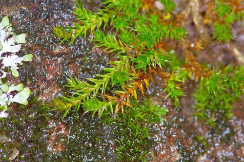 Image of Selaginella underwoodii by (c) Michelle W. （鍾偉瑋）, some rights reserved (CC BY)