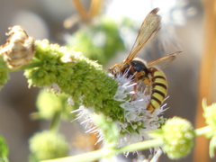 Cerceris californica