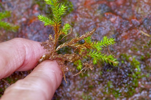 Image of Selaginella underwoodii by (c) Michelle W. （鍾偉瑋）, some rights reserved (CC BY)