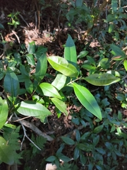 Backhousia subargentea