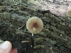 Pluteus podospileus