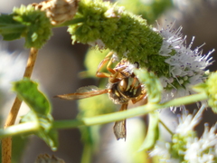 Cerceris californica
