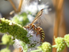 Cerceris californica