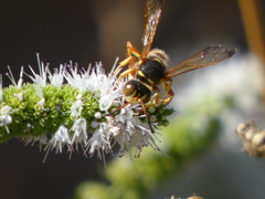 Cerceris californica