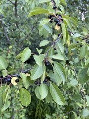 Rhamnus cathartica