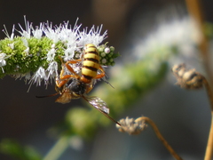 Cerceris californica