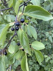 Rhamnus cathartica