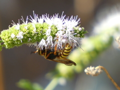 Cerceris californica