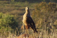 Buteogallus meridionalis