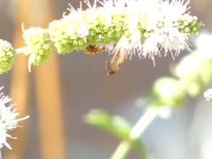 Cerceris californica
