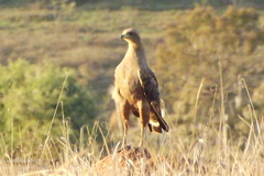 Buteogallus meridionalis