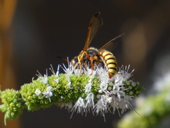 Cerceris californica