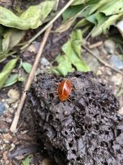 Ellipticus dorbignyi