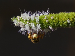 Cerceris californica