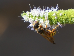 Cerceris californica
