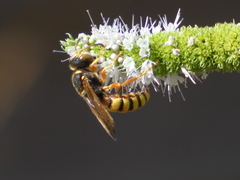 Cerceris californica