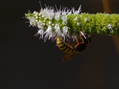 Cerceris californica