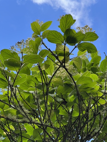 Viburnum lasiophyllum, photograph 4
