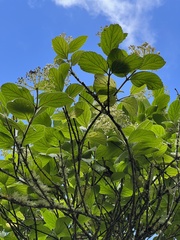 Viburnum lasiophyllum