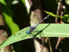Odonata