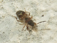 Scolopostethus affinis