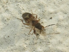 Scolopostethus affinis